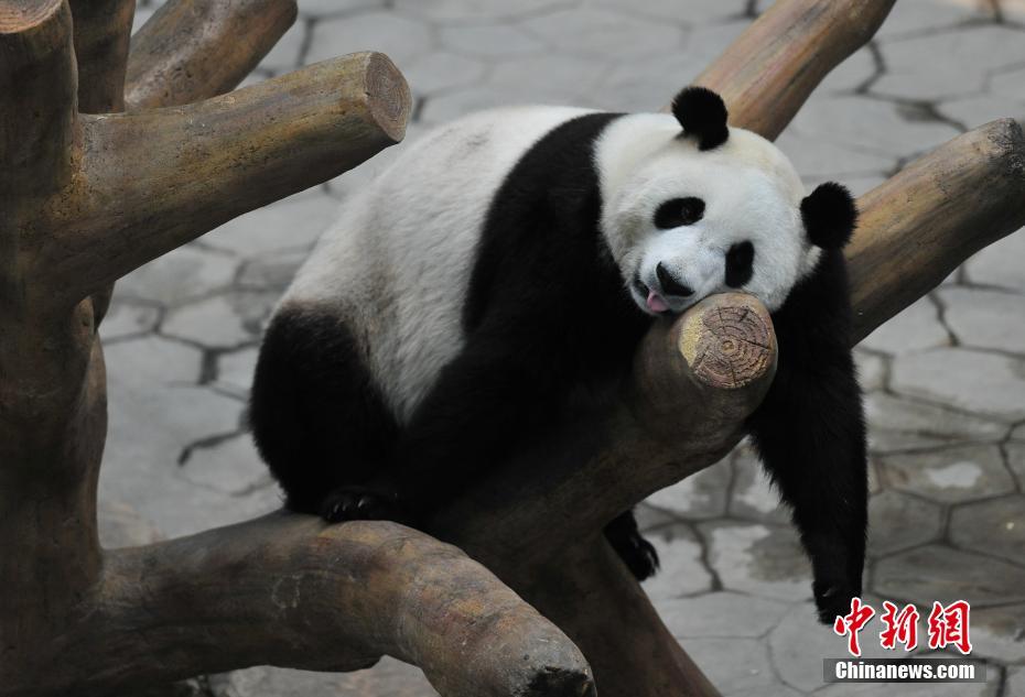 首家校招外賣(mài)店鋪上線(xiàn)，畢業(yè)生可上美團(tuán)看直播“線(xiàn)上選崗”