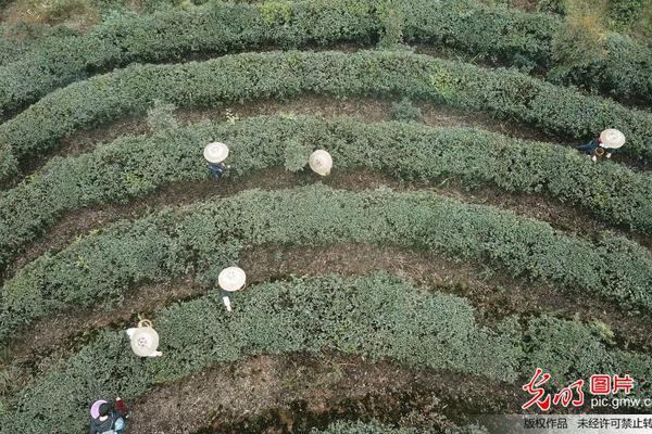 茅小凌酒心巧克力秒空：二手平臺(tái)加價(jià)至近三倍售賣(mài)